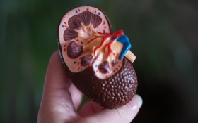 Bachelor Of Science In Renal Dialysis